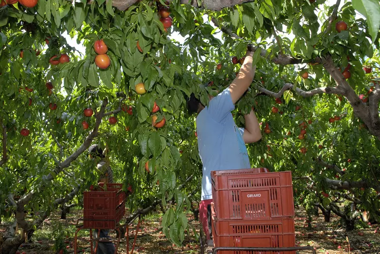 Saisonnier agricole ramassant des fruits dans le Rhône