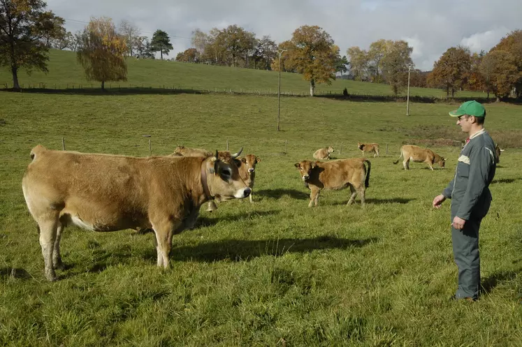 Jeune agriculteur devant son troupeau de vaches allaitantes.