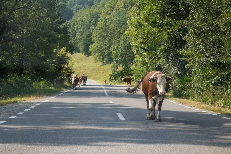 Vache sur une route départementale