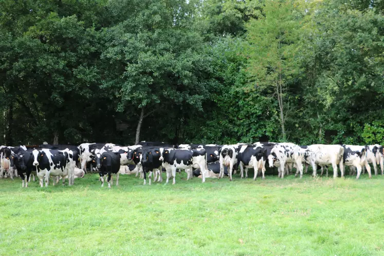 Troupeau de vache laitière en bordure de forêt