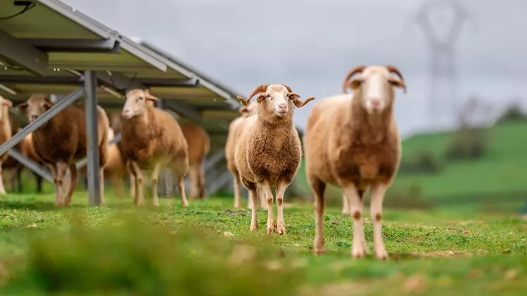 Moutons sous des panneaux agrivoltaïques