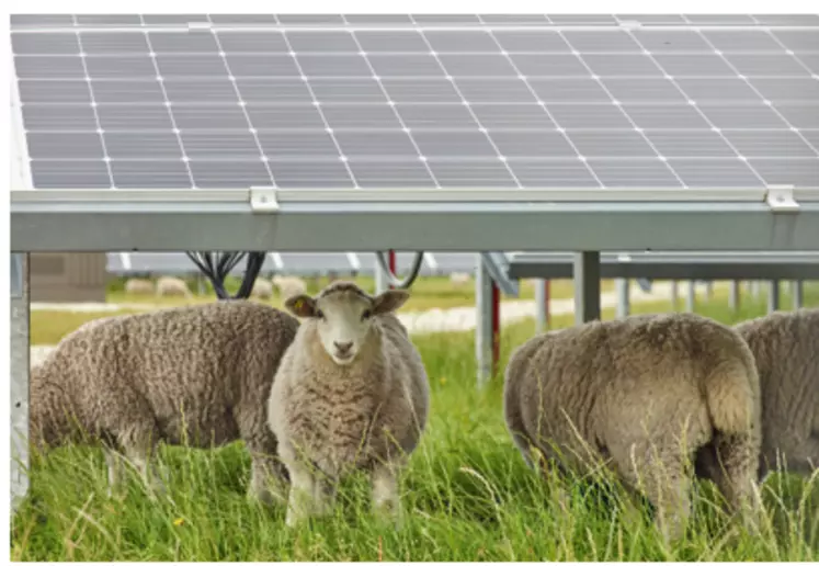 avis d'éleveurs sur les effets des panneaux agrivoltaïques