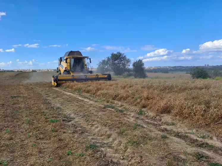 Moisson d'orge dans l'Hérault