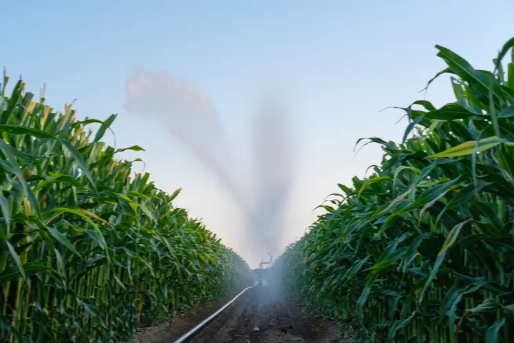 Irrigation de maïs