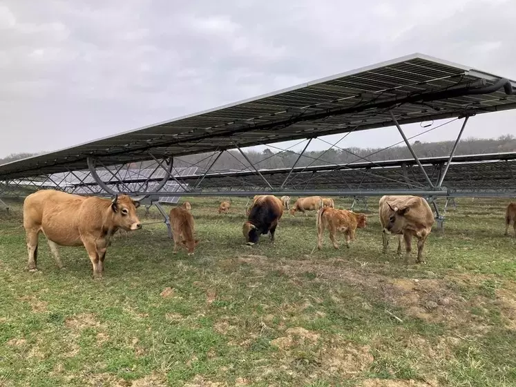     Dix vaches de race aubrac sous une centrale agrivoltaïque dans le Lot-et-Garonne.  