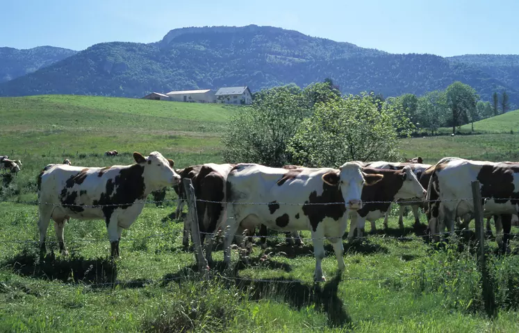 Vaches montbéliardes en montagne