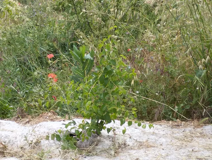 Appel à projets agroforesterie