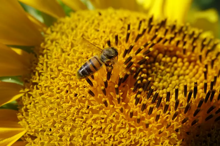 abeille butinant des capitules (fleurs) de tournesol en pleine floraison en été (juillet) en Charente-Maritime