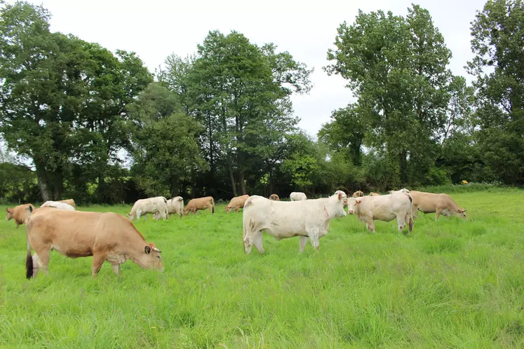 Vaches à l'herbe