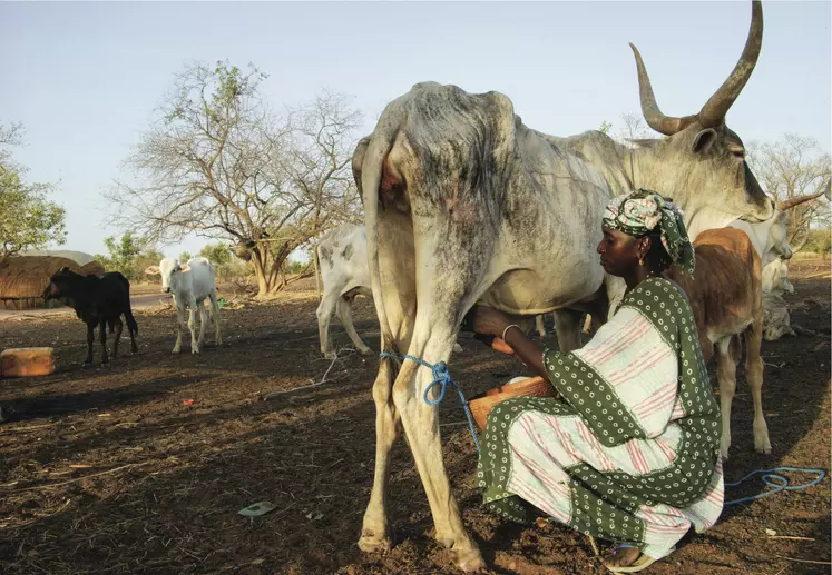 Femme africaine trayant une vache