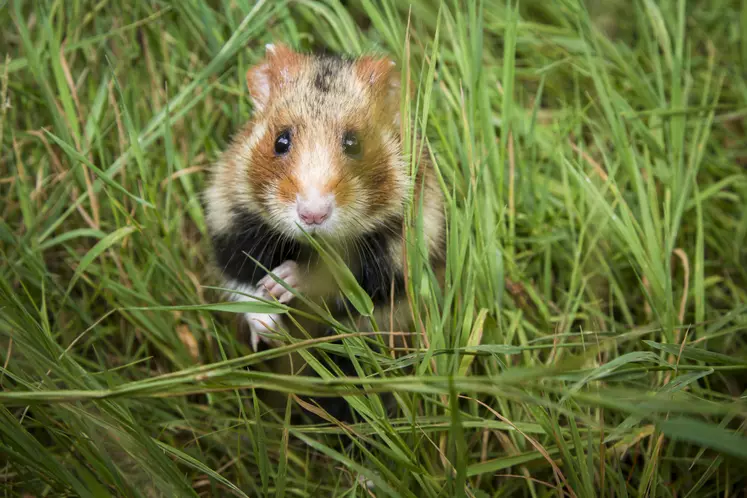 aides financières agriculteurs alsaciens pour protection grand hamster