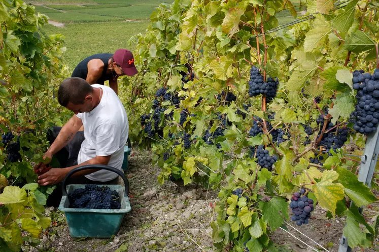 Salarié saisonnier ceuillant des raisins Pinot noir durant les vendanges 2020 en Champagne.