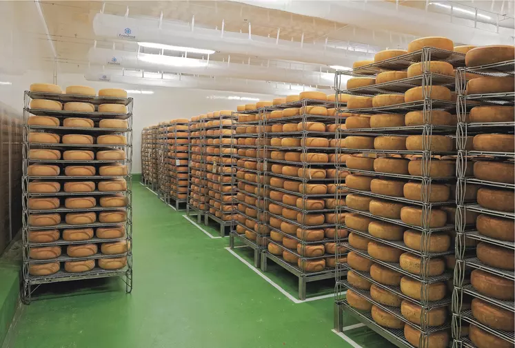 Atelier affinage à la fromagerie Istara dans les Pyrénées Atlantiques. Transformation de lait de brebis. production de fromage. fabrication de fromages. cave d' affinage de l' Ossau Iraty, fromage de brebis AOP.