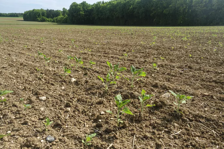 Parcelle de tournesol pénalisée par des conditions trop sèches