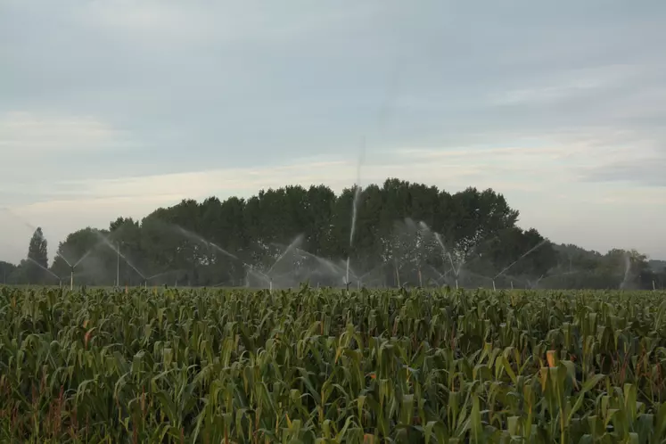 Irrigation du maïs