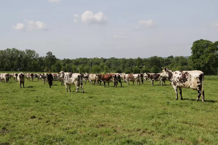 Troupeau de vaches laitières normandes dans un champ.