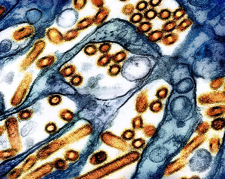 Image en microscope électronique à transmission de particules du virus H5N1 de l'influenza aviaire