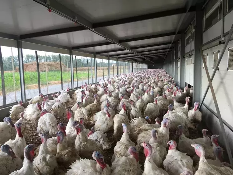 Dindes rassemblées dans un jardin d'hiver à la lumière du jour