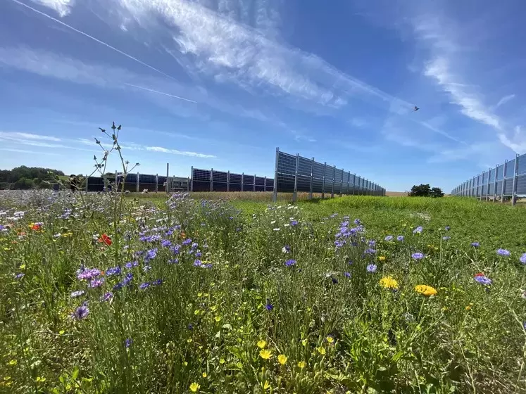 Bande enherbée fleurie devant des panneaux photovoltaïques dans un champ de céréales