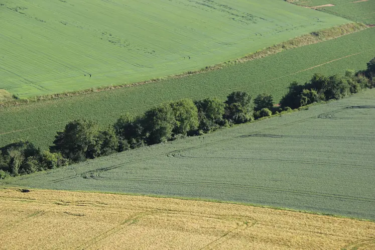 Haie au milieu d'un champ vue du ciel