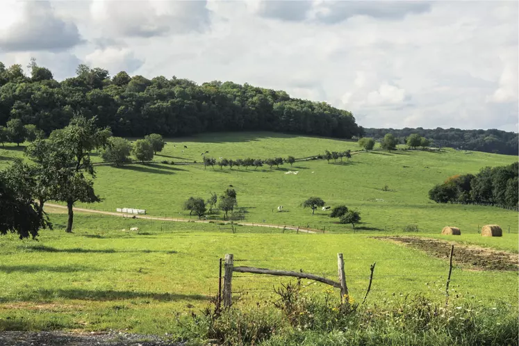 Prairies dans les Vosges