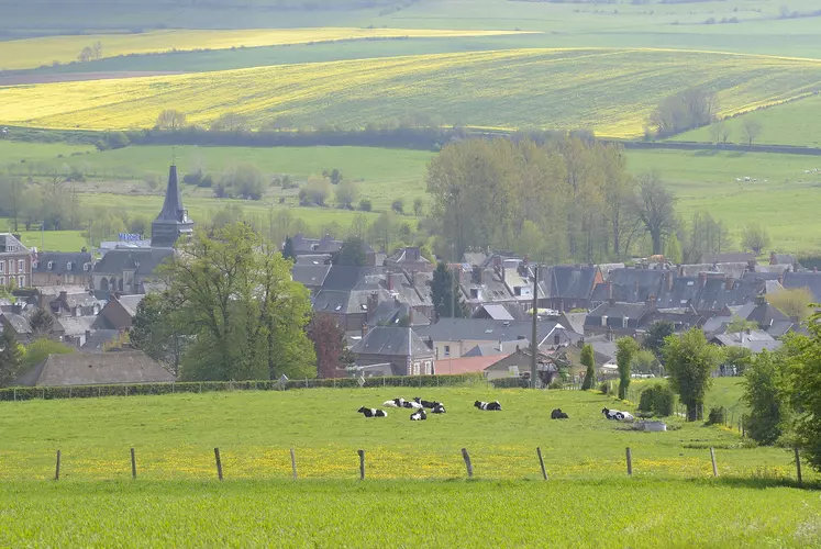 Paysage de prairies avec des vaches