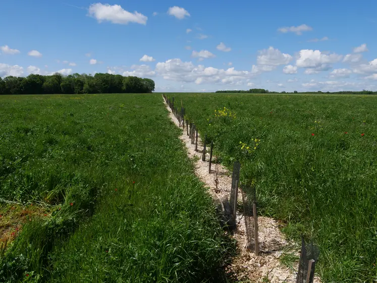 Champ de méteil avec une nouvelle haie