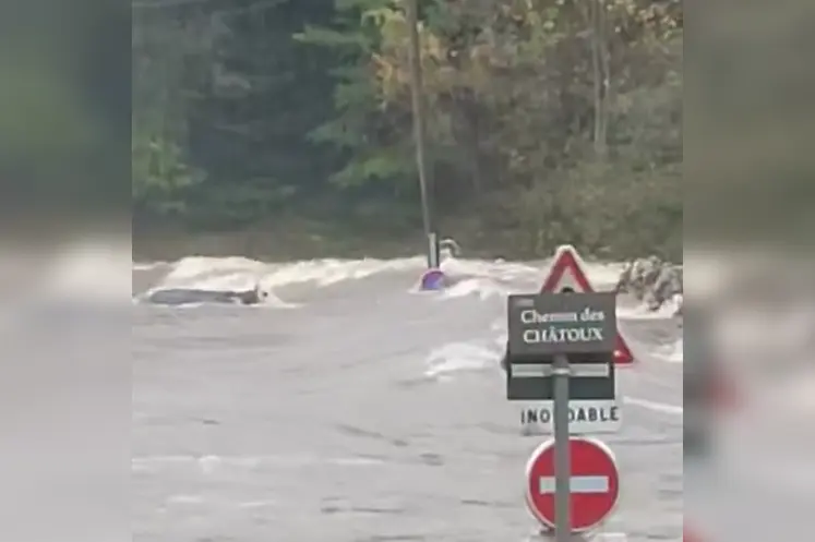 Vache emportée par une rivière en crue