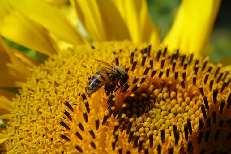 abeille sur un tournesol