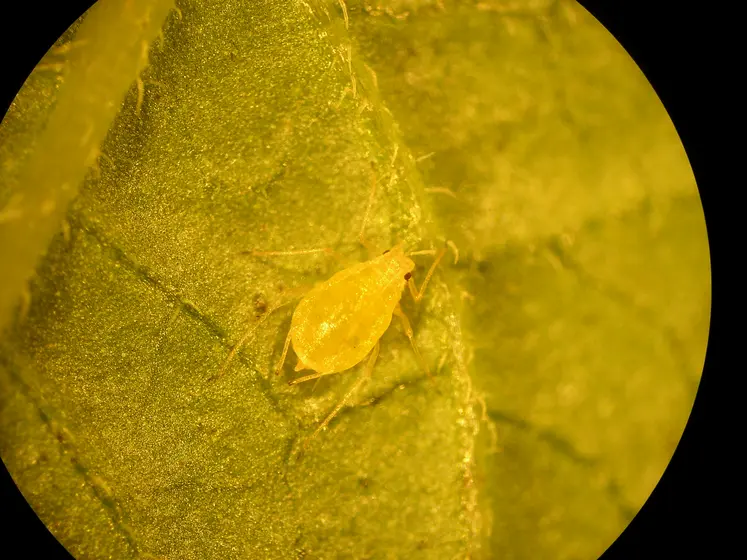 Image d'un puceron vert du pêcher sur une feuille, observé au microscope. 