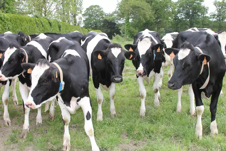 Petit troupeau de vaches laitières de race Prim'Holstein dans une prairie. 