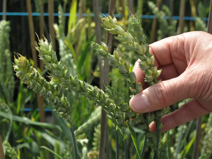 Dans un laboratoire de biotechnologie végétale et de sélection de variétés de céréales à paille, une main d'expérimentateur touche des épis de blé.