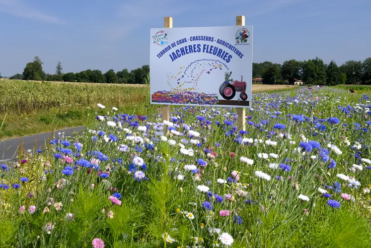 Fleurissement des bords de route 