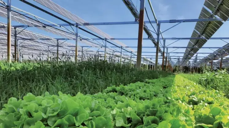 Panneaux photovoltaïques pivotant au-dessus d’un champ de salades.