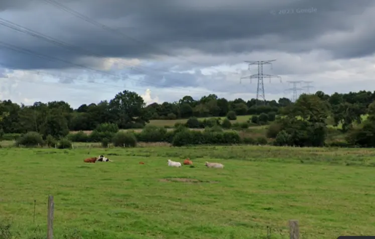 Vaches dans un pré sous des lignes à haute tension dans la Manche près d’Isigny-le-Buat.