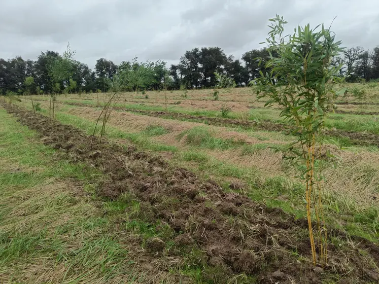 Jeune bambou venant d'être planté.