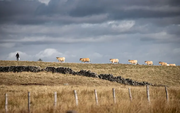 Agriculteur et vaches dans l'Aubrac