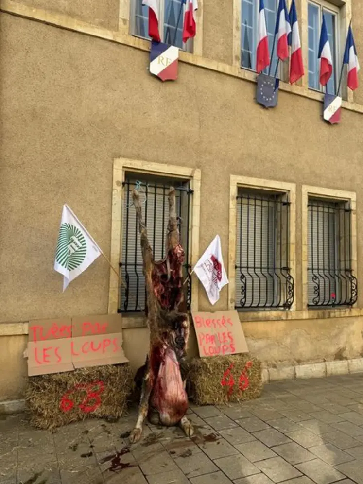 génisse dévorée accrochée aux barreaux de fenêtre de la sous-préfecture