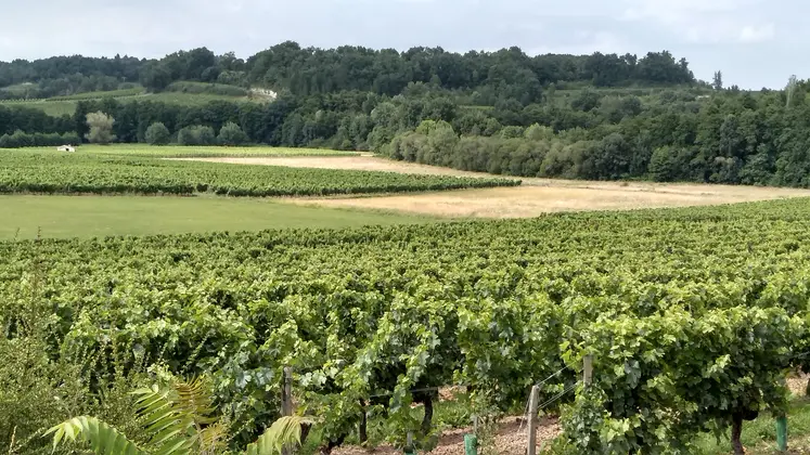 Vignoble en Gironde  