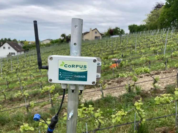 Système de pilotage de l'irrigation dans une parcelle de vigne