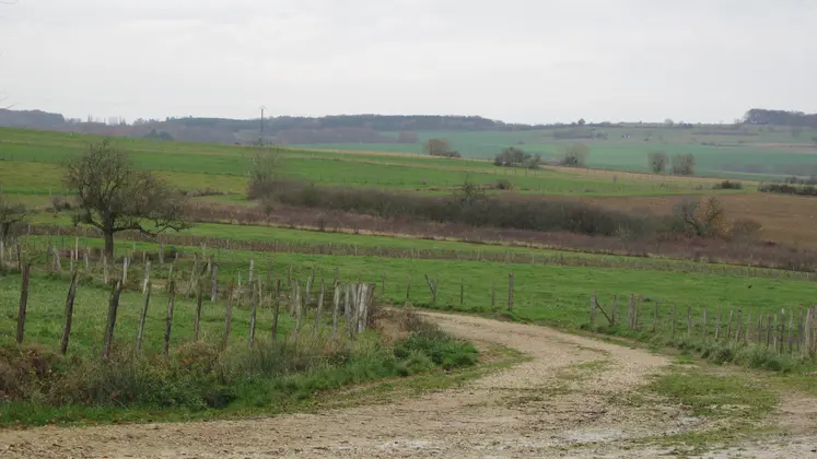 Parcelles agricoles de chaque côté d'un chemin rural.