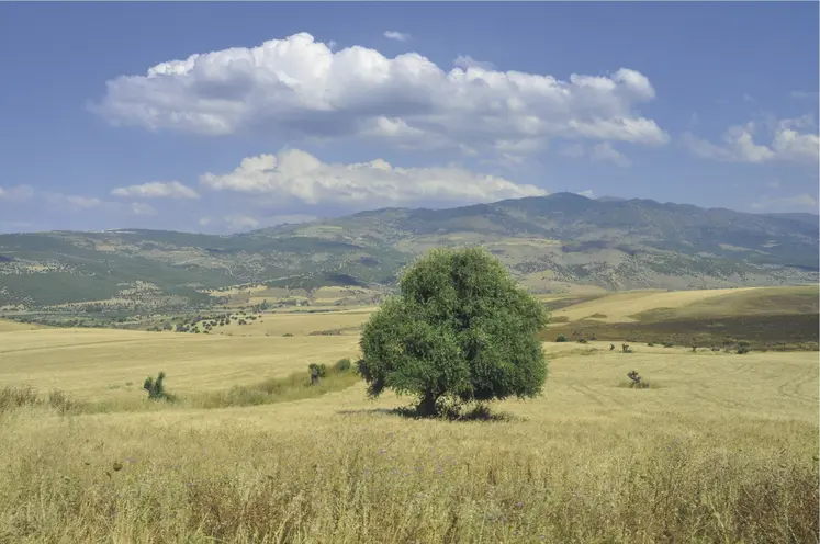 paysage agricole algérien, avec des cultures agricoles en zone aride. On voit un arbre et une montagne en fond.