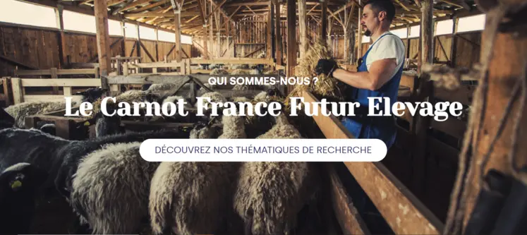 capture d'écran du site photo d'un homme avec des moutons dans une bergerie