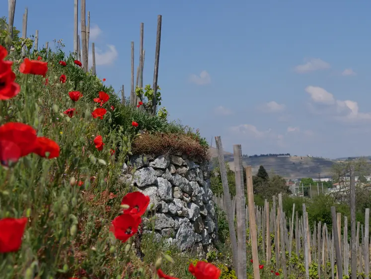 coquelicots devant vigne en terrasse