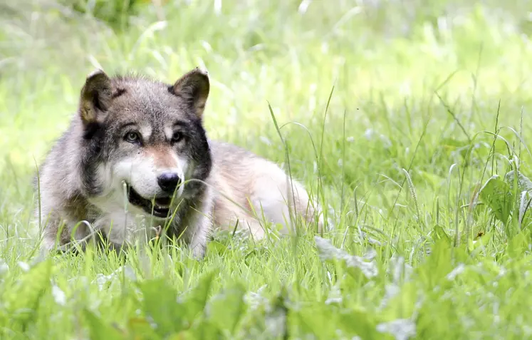 Loup européen de face allongé dans l'herbe dans un parc animalier. 