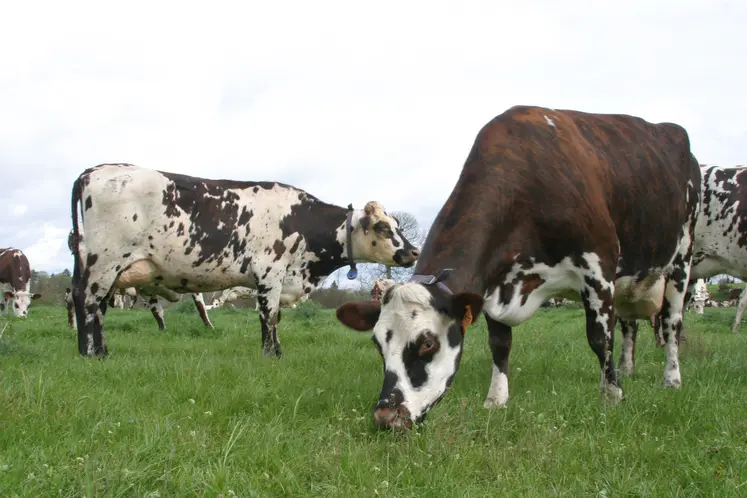 vaches normandes dans un pré