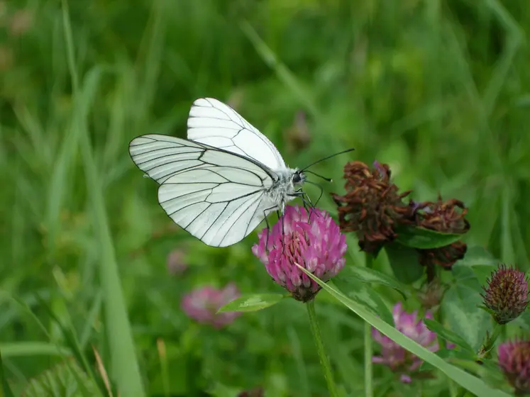 papillon sur une fleur de trèfle