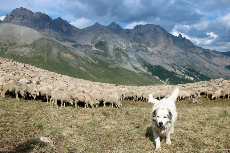  Chien Patou assurant la protection d' un troupeau de brebis au pâturage au col du Galibier entre les Hautes-Alpes et l' Isère. 