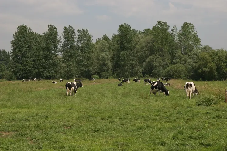 Vaches laitières sur une prairie en zone humide.