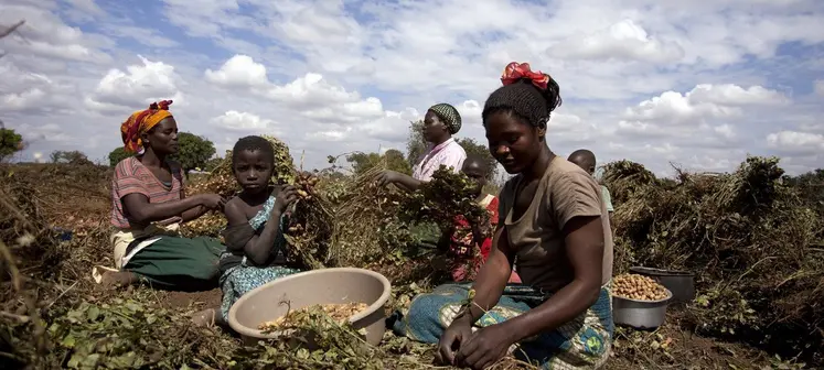 femmes travaillant dans un cham au malawi